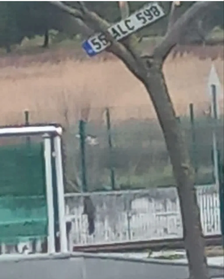55 ALC 598